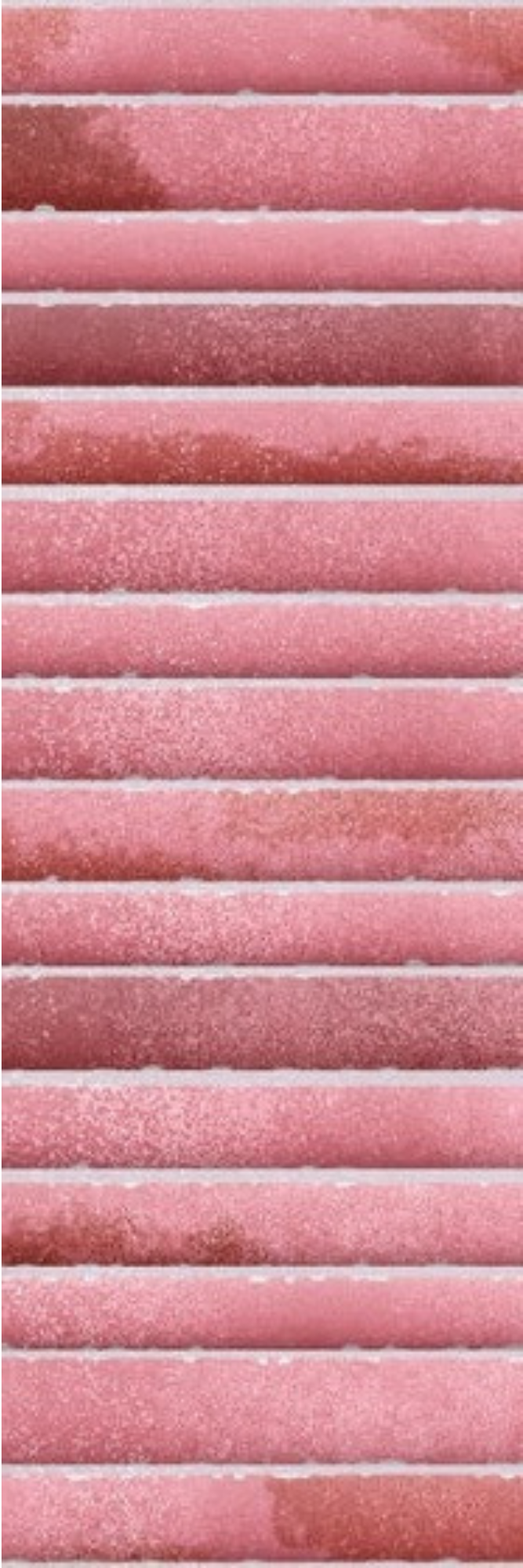 Image of Kitkat Rose
