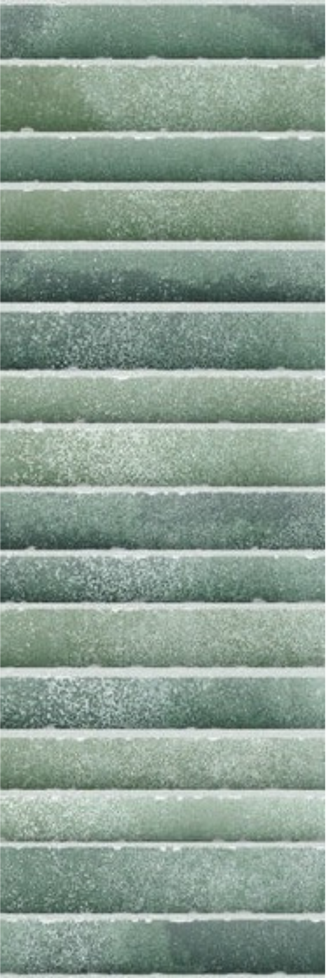 Image of Kitkat fern