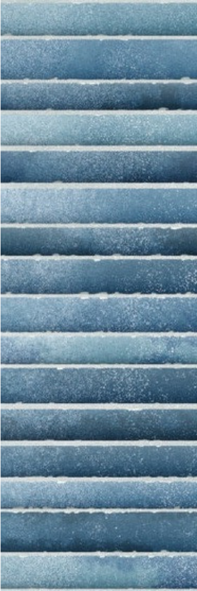 Image of Kitkat Bluebird