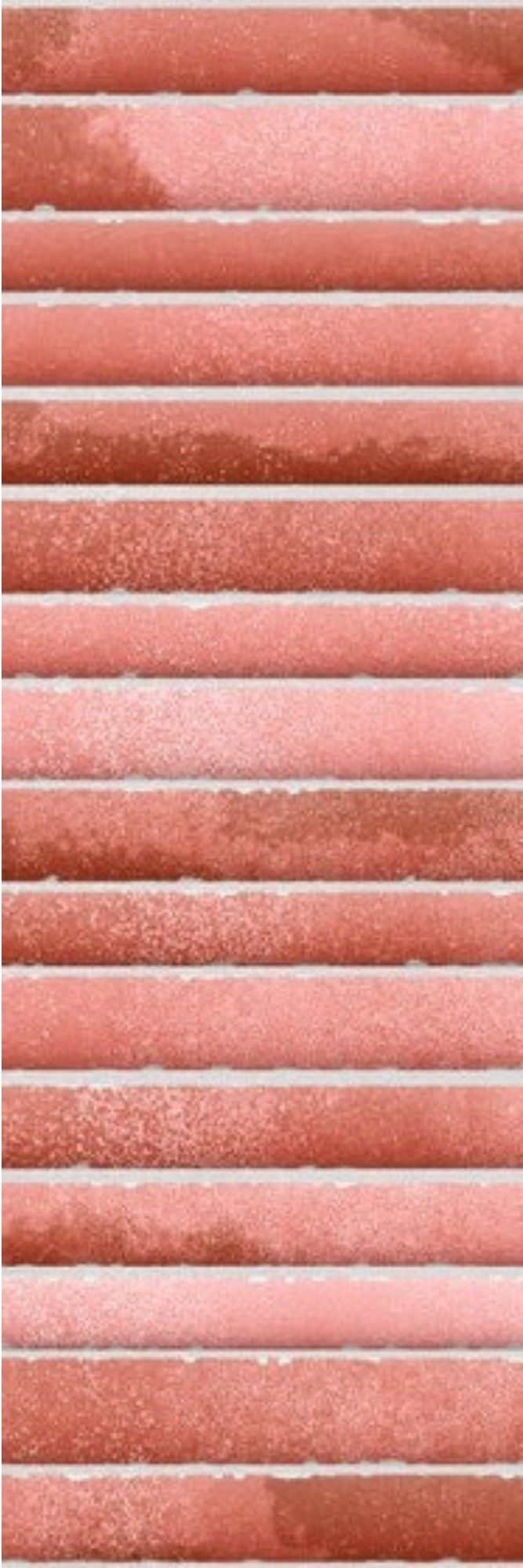 Image of Kitkat Hibiscus