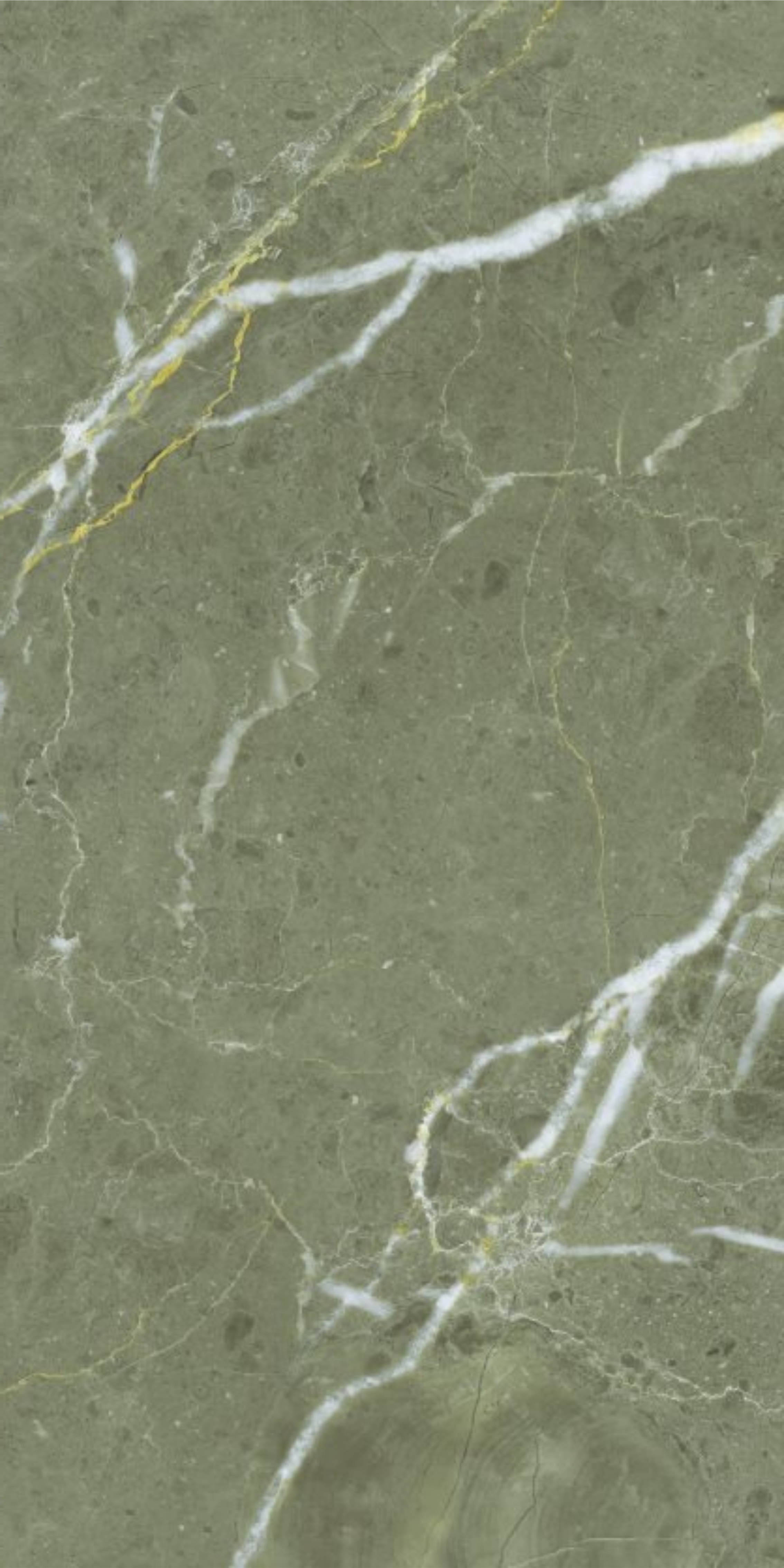 Image of Ornamental Olive